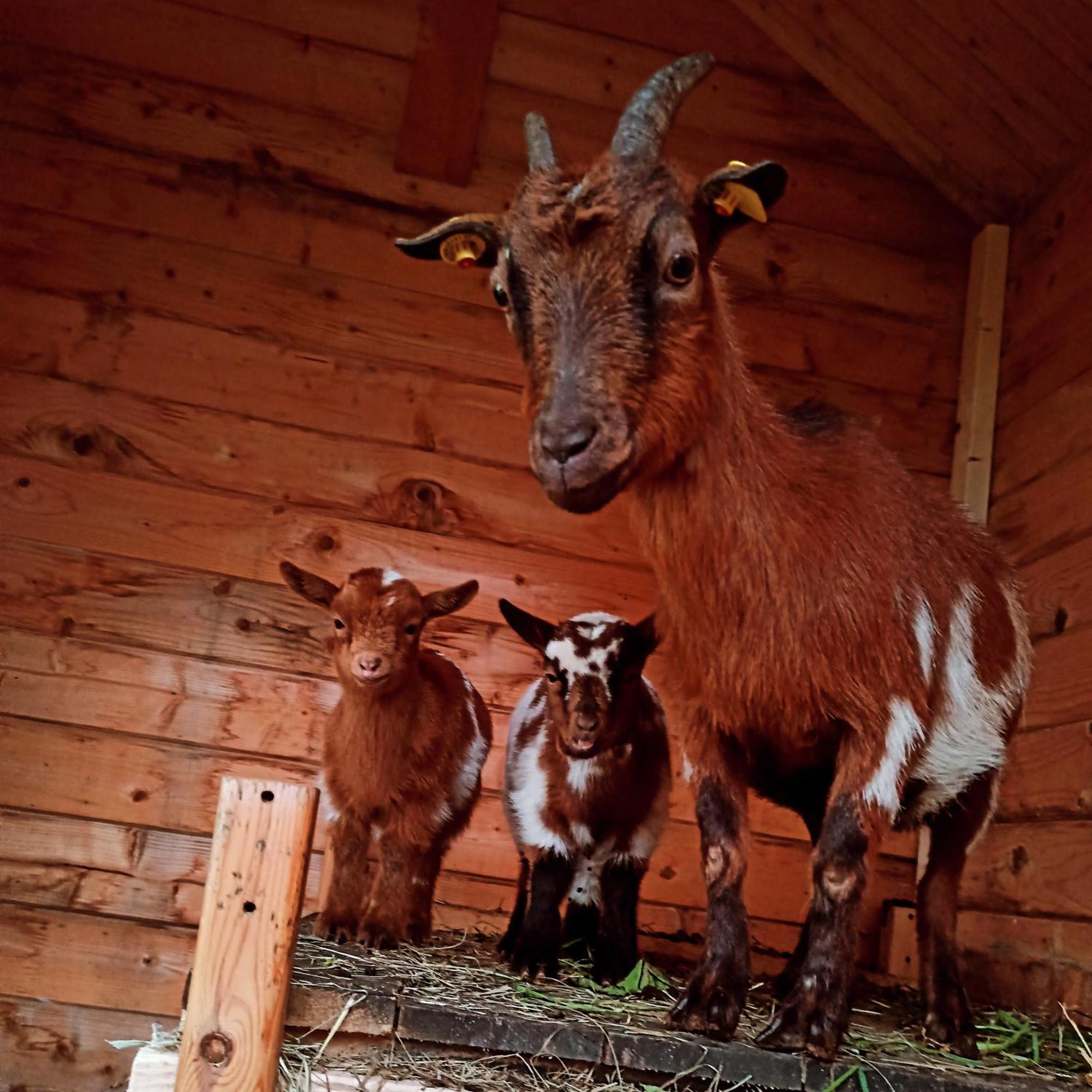 Ferienwohnung Brentenholz St. Georgen im Schwarzwald Exterior foto