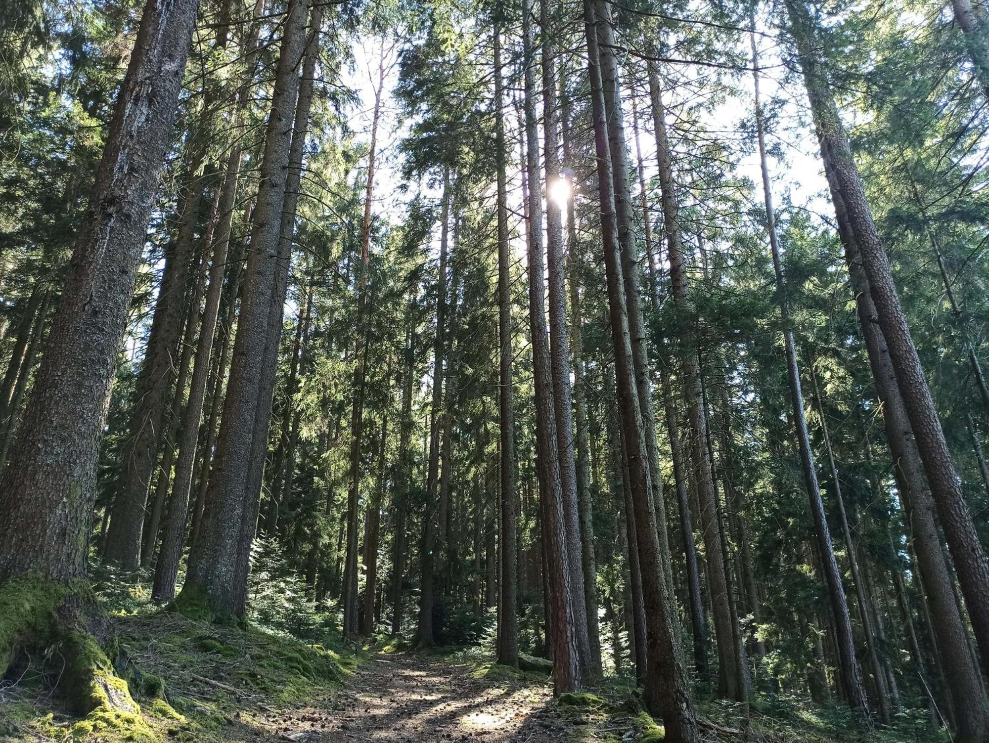 Ferienwohnung Brentenholz St. Georgen im Schwarzwald Exterior foto